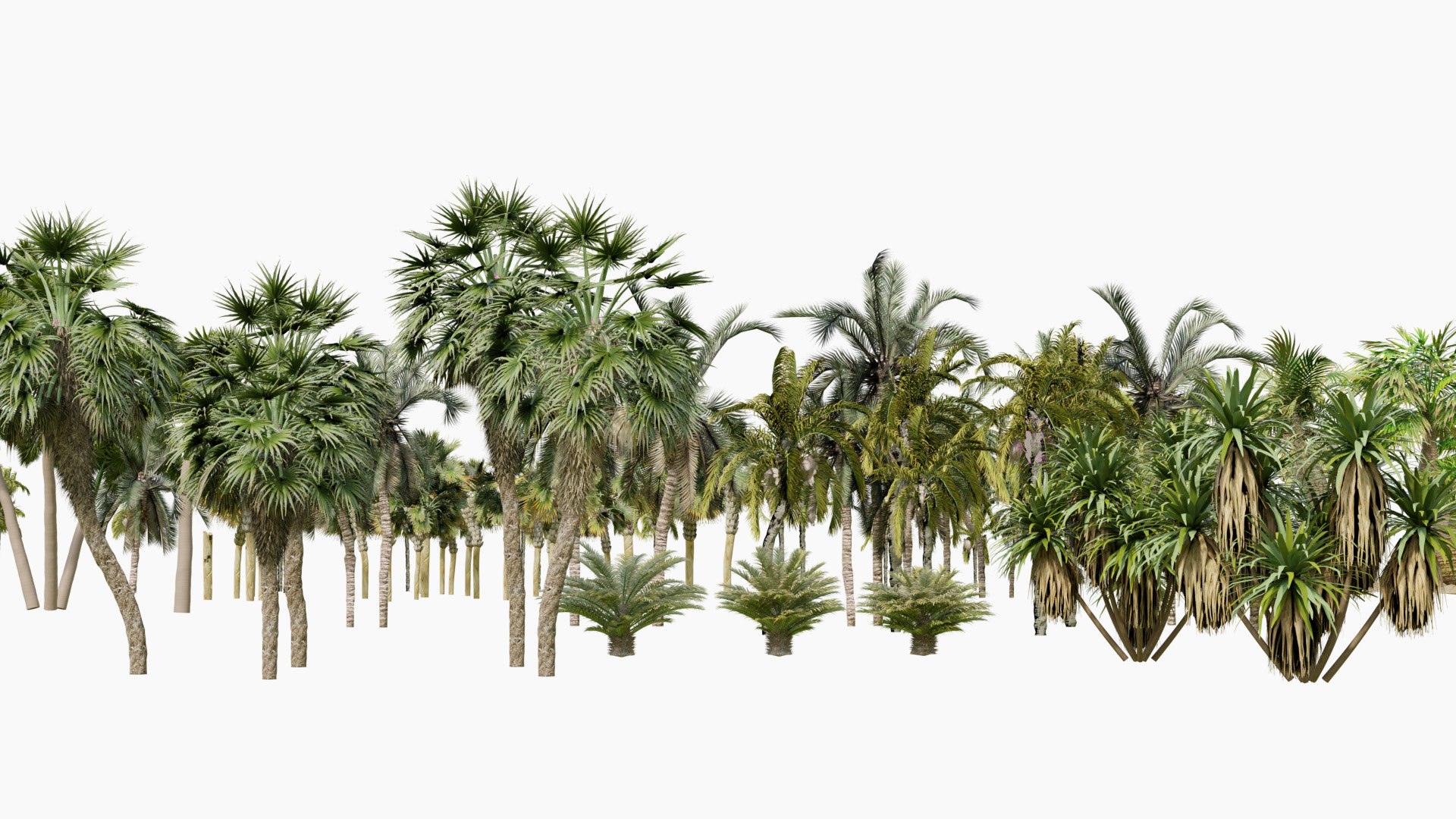 Outdoor Palms 3d Pack Collection model https://p.turbosquid.com/ts-thumb/Wo/R8Kh6i/n6/z04/jpg/1721829554/1920x1080/fit_q87/352a3c9bdeb98decd15639a178d8cc47bb489120/z04.jpg