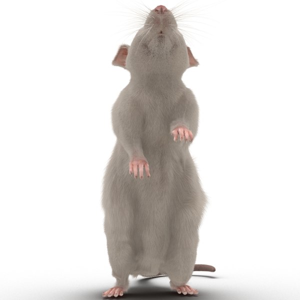 white rat pose 2 3d max