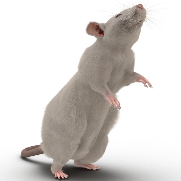 white rat pose 2 3d max