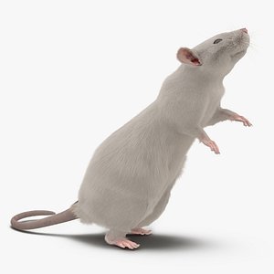 white rat pose 2 3d max