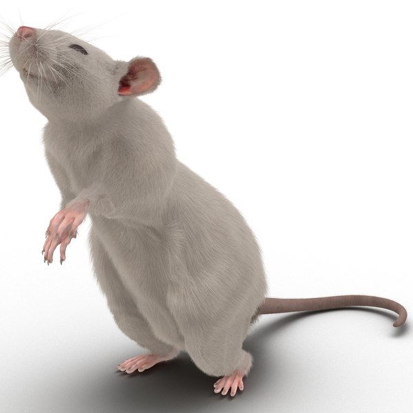 white rat pose 2 3d max