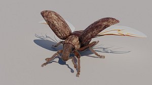 3D weevil wings animation