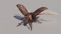 Weevil with wings