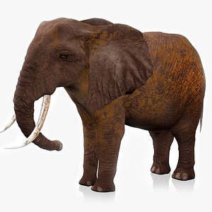 African Elephant RIGGED L2379 3D model