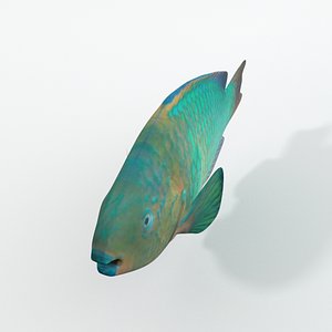 3D model rainbow parrotfish