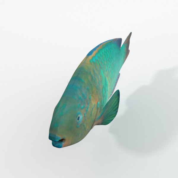 juvenil de pez loro arcoiris