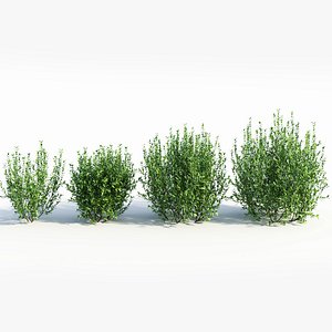 Ligustrum vulgare d