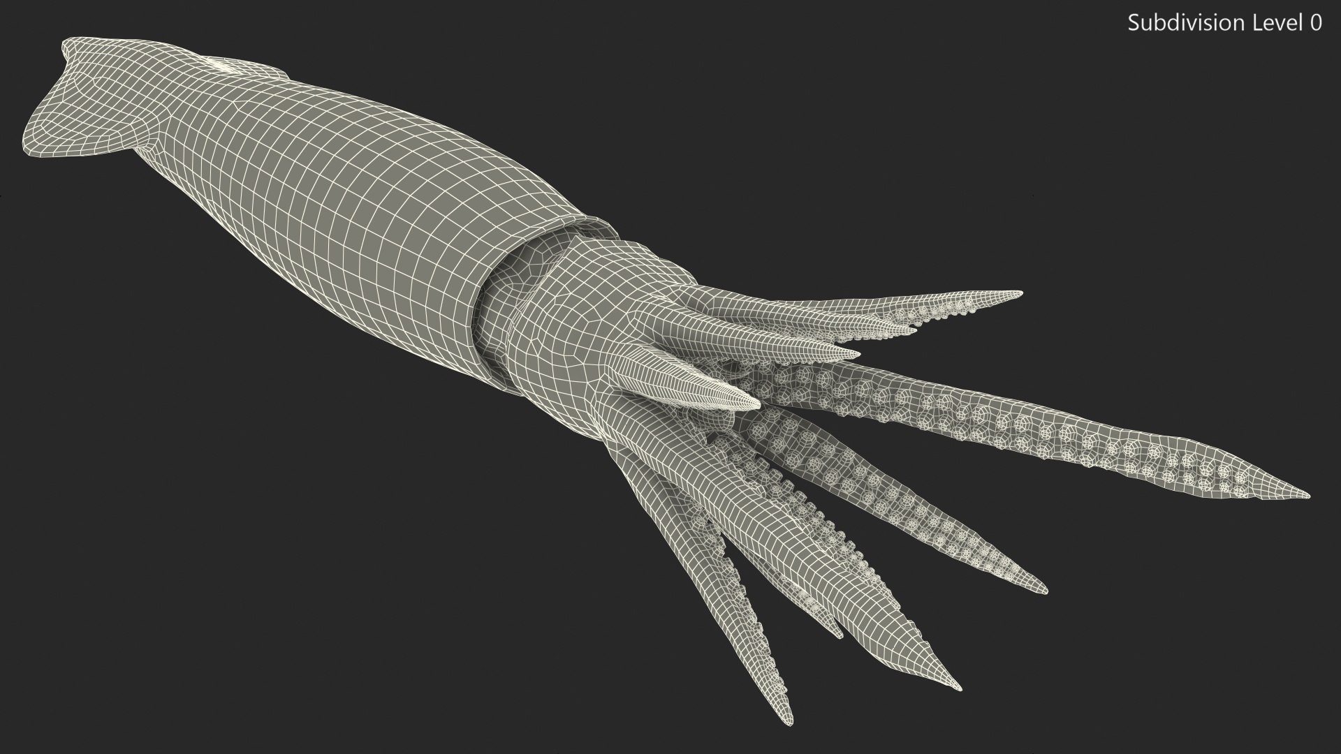 Arrow squid doryteuthis plei 3D - TurboSquid 1630673