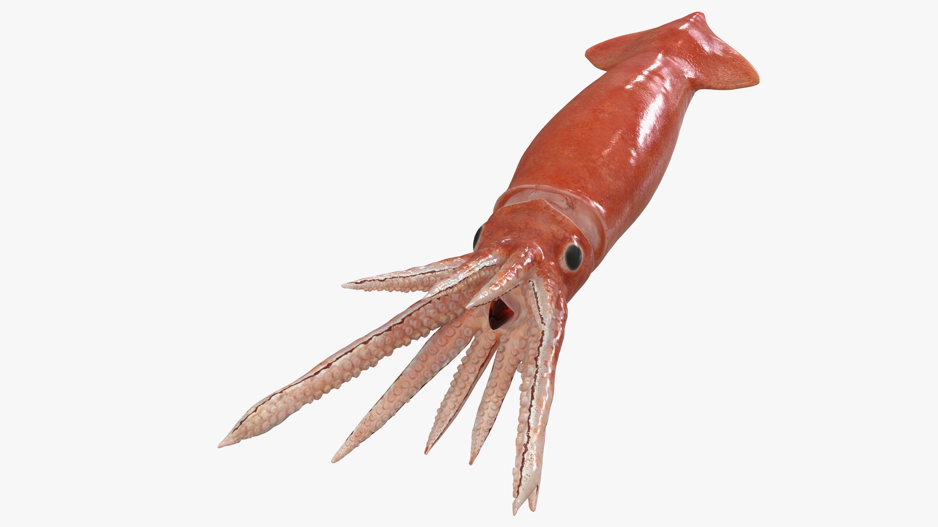 Arrow Squid Doryteuthis Plei Rigged for Cinema 4D 3D model preview
