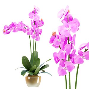Orchid Flower Vol 382 3D Model model