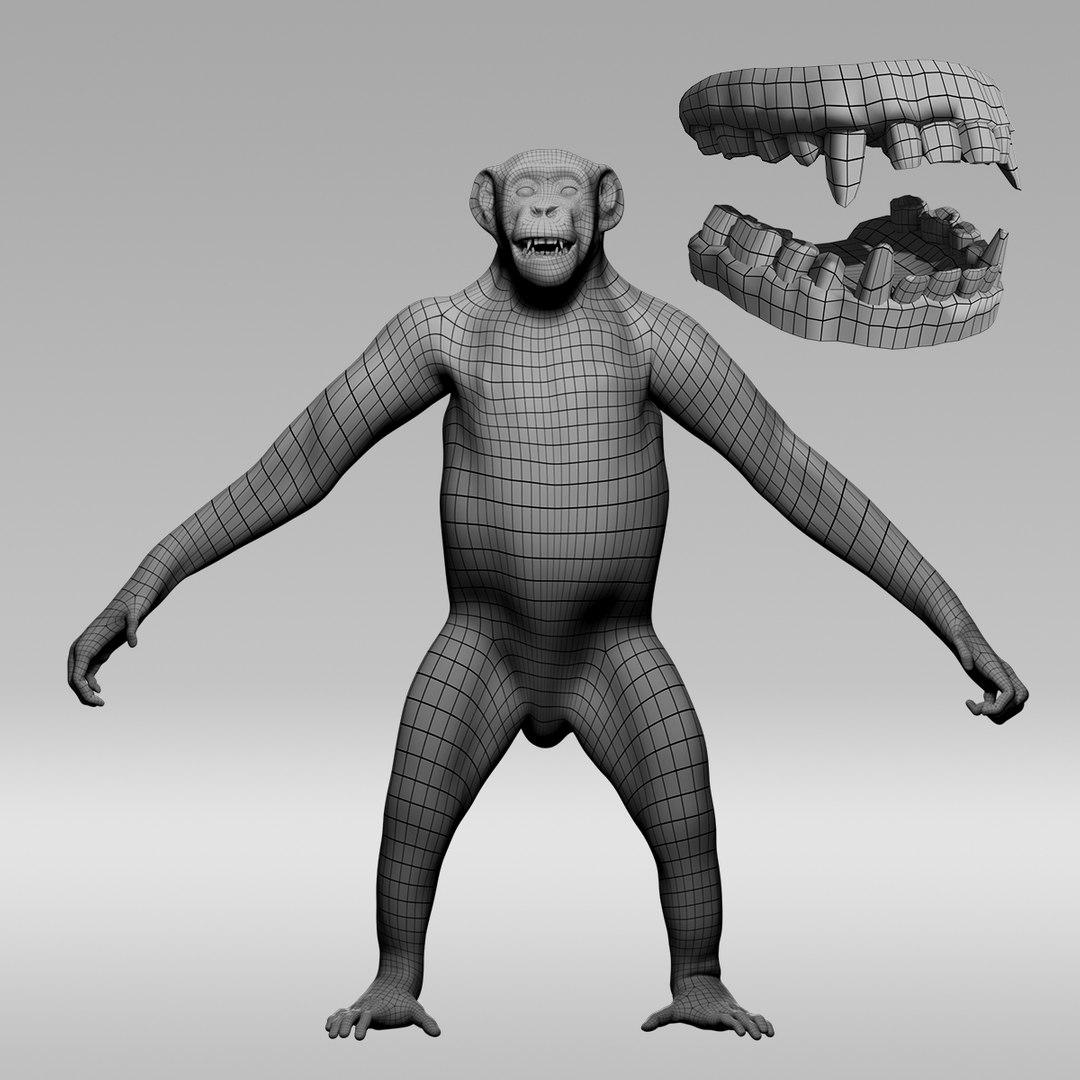 3D chimpanzee fur rig model https://p.turbosquid.com/ts-thumb/Wo/oaV9vs/MKIvzHxR/suzie_wireframe_03/jpg/1510789038/1920x1080/fit_q87/a448ba7904c77f715fbd94b3cf6004a5abf2cd3e/suzie_wireframe_03.jpg