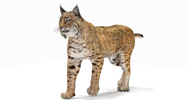 3d model bobcat rigging animation cat