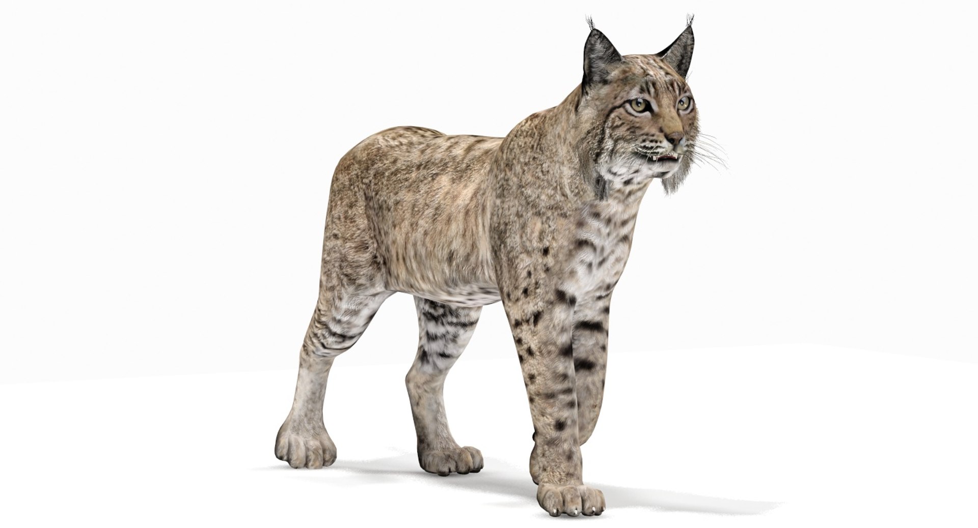 3d model bobcat rigging animation cat