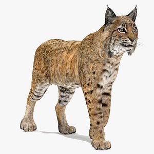 Bobcat Animated