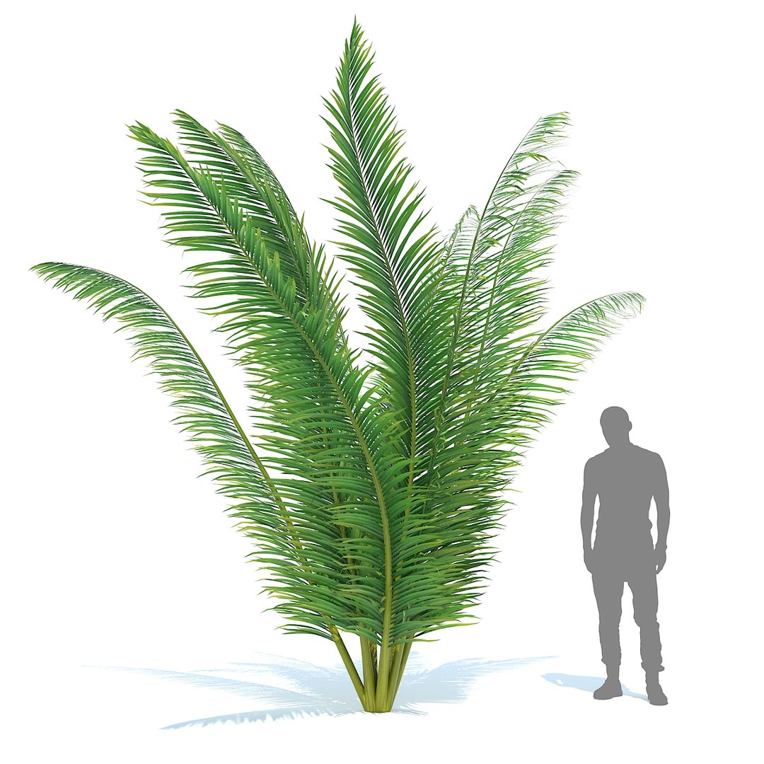 tropical set 01 3D model https://p.turbosquid.com/ts-thumb/Wp/BcEEwq/Fd3DDEC1/02/jpg/1507589191/1920x1080/fit_q87/8069e2f21db1d9445a089bb1487a2ed10156c24d/02.jpg