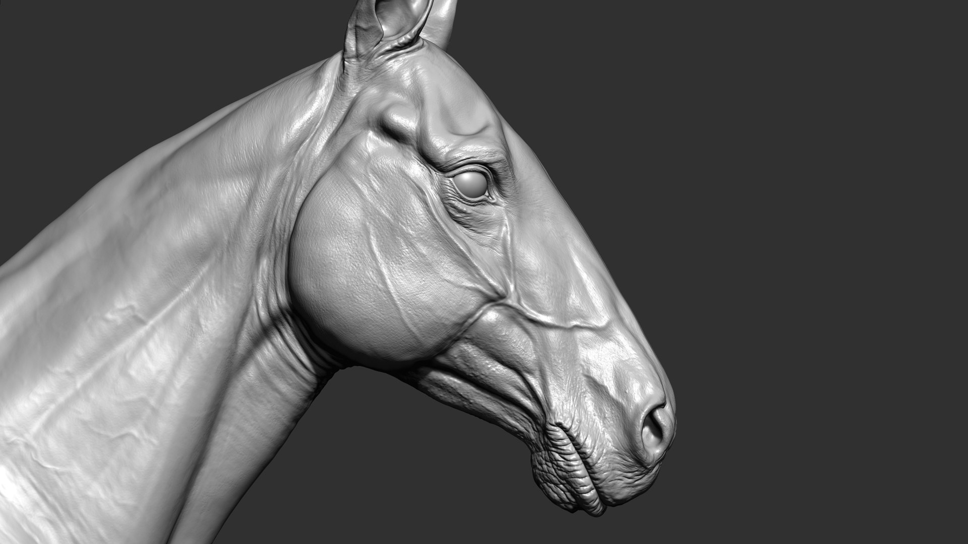 Horse Realistic VFX and Game Ready model https://p.turbosquid.com/ts-thumb/Wp/Dwcxh8/f5/productimage6/jpg/1633307214/1920x1080/fit_q87/ed50272d79a30b58f7c54085ed69b1de6b04dc20/productimage6.jpg