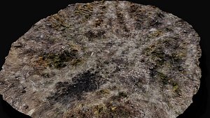 forest ground biome grass types area part6 photogrammetry 3D model