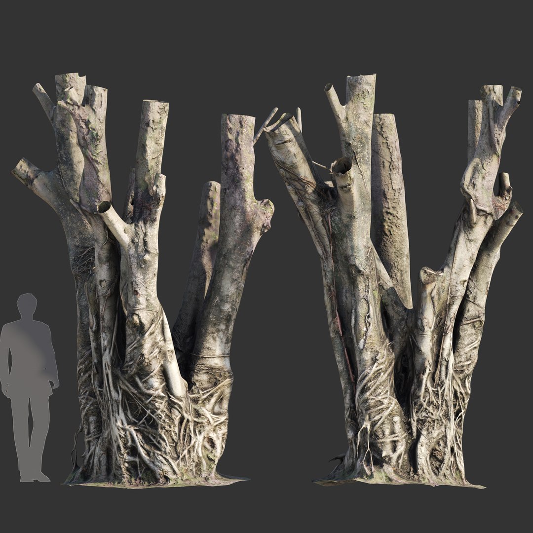 Ficus Tree Trunk 07 3D Model - TurboSquid 2104683