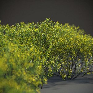 XfrogPlants Cresote Bush - Larrea Tridentata