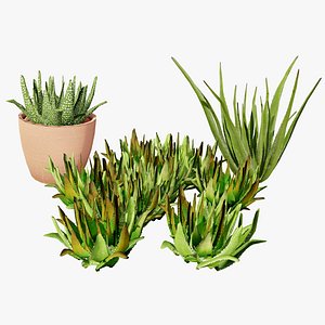 3D Realistic Aloe Vera Plant Collection