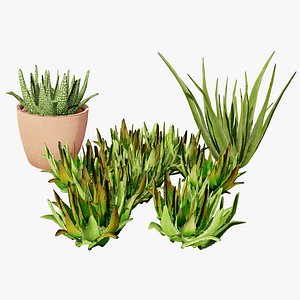 Realistic Aloe Vera Plant Collection