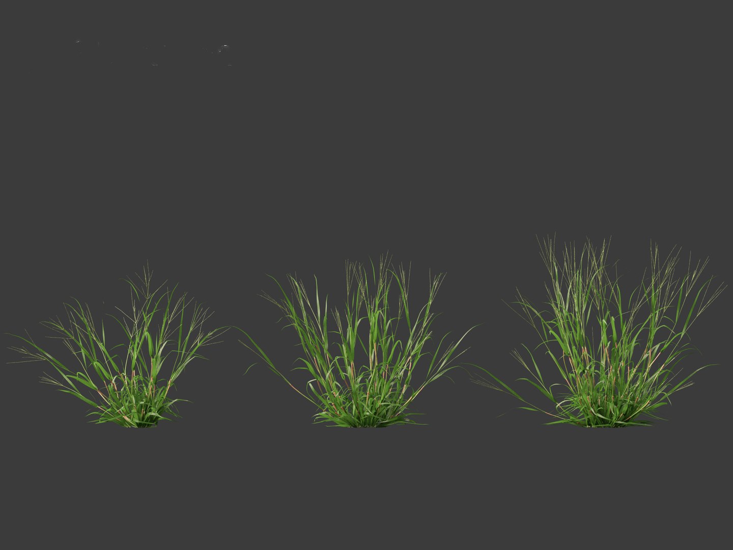 Digitaria Ciliaris - Fingergrass 3D Model - TurboSquid 2126625