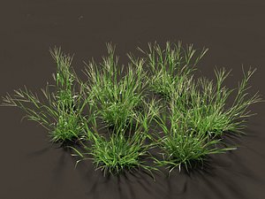 Digitaria ciliaris - Fingergrass 3D model