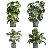 plant vol 1050 - monstera - Madison - deliciosa