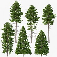 Picea Abies Set 6 - 6 in 1