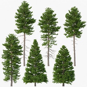 Picea Abies Set 6 - 6 in 1