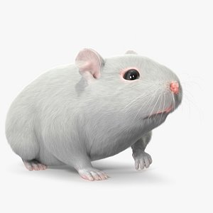 Dwarf Hamster White Fur Rigged 3D