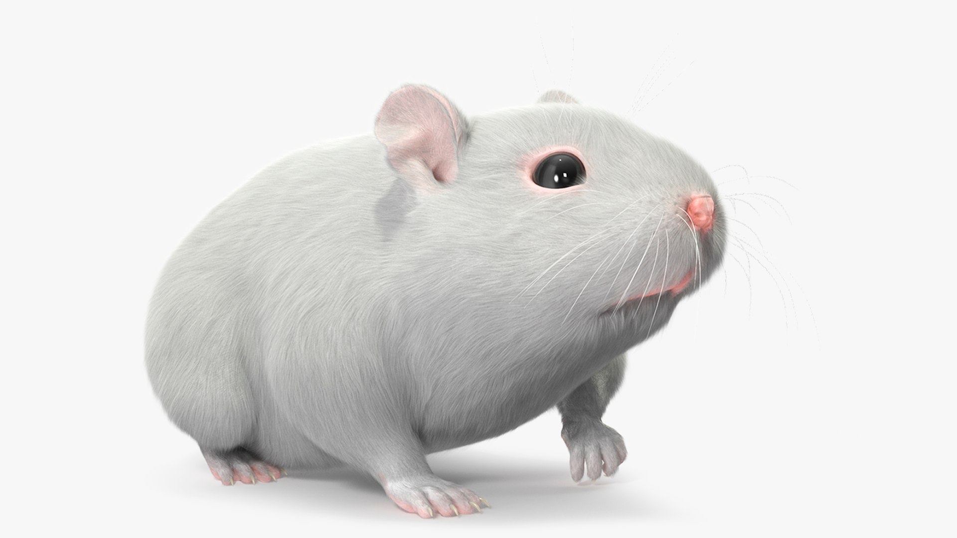 Dwarf Hamster White Fur Rigged 3D model preview