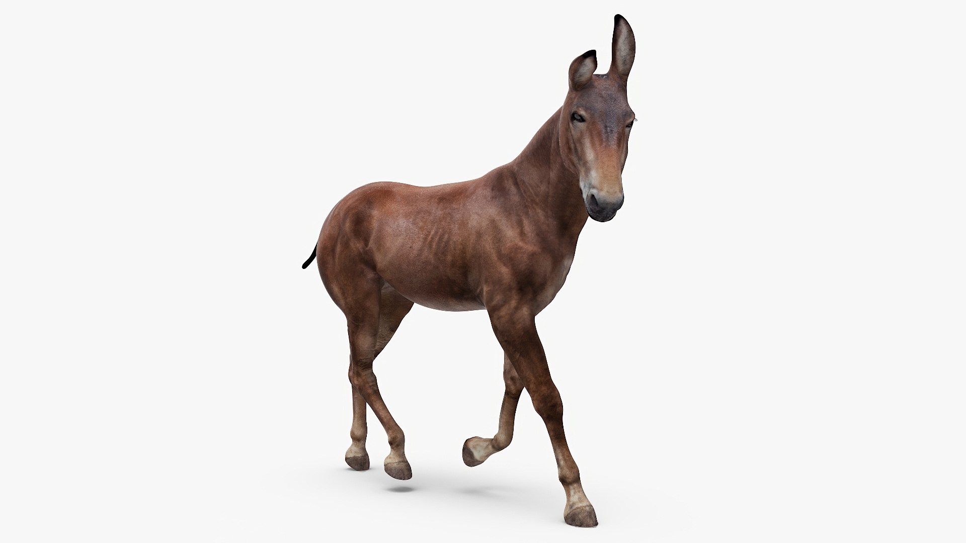 Mule Dark Rigged For Cinema 4D 3D Model - TurboSquid 2366269