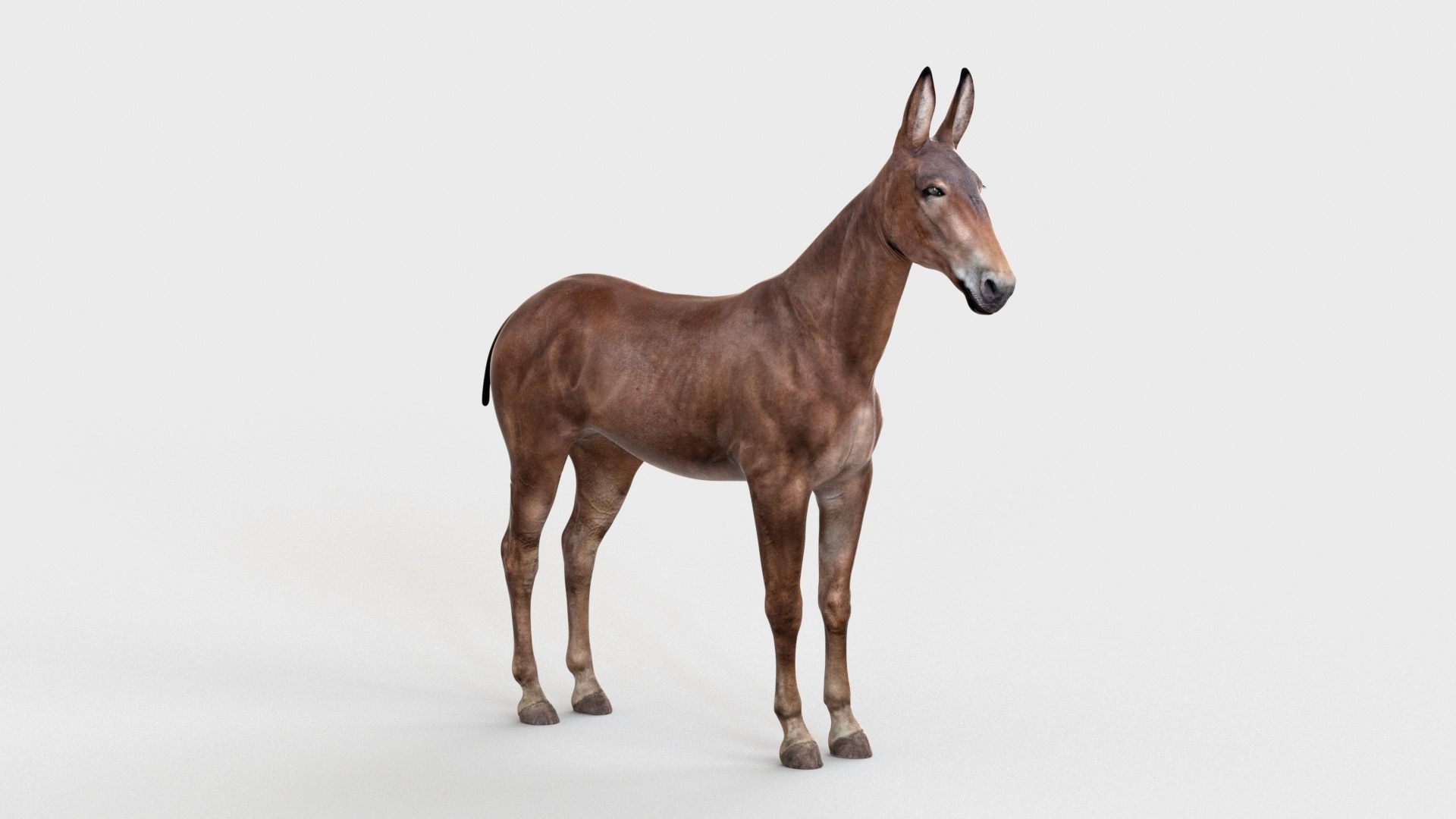 Mule Dark Rigged For Cinema 4D 3D Model - TurboSquid 2366269