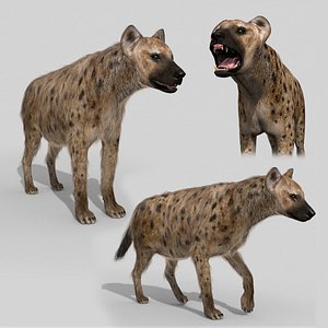 Hyena value - 3d animated hyena model