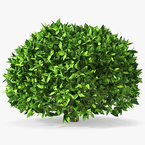 3D model Green Tea Tree Round