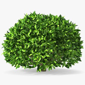 Green Tea Tree Round