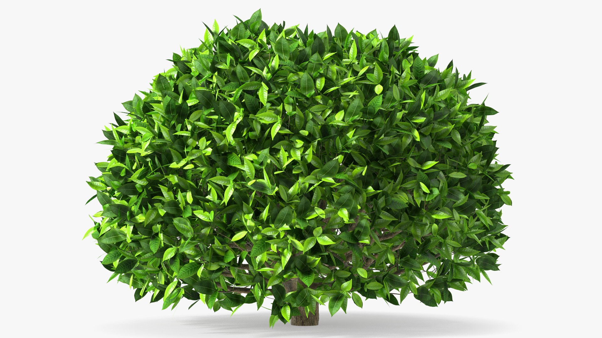 Green Tea Tree Round 3D model preview