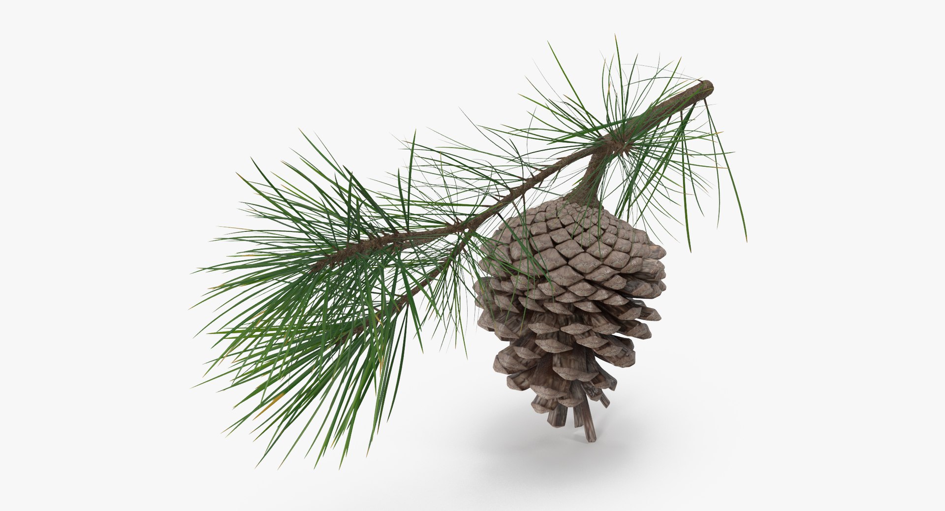 pine tree 01 3d model https://p.turbosquid.com/ts-thumb/Wq/WS13uS/MKm4G8NI/pine_tree_springs_01_001_thumbnail_0006/jpg/1453214630/1920x1080/fit_q87/7555f62277dd6fb5bd7261ab3279ffa48ee565c7/pine_tree_springs_01_001_thumbnail_0006.jpg