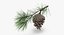 Pine Tree Sprig 01