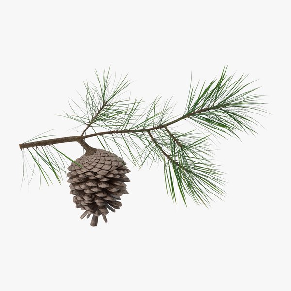 Frosted-pine-cones---01 3D model - TurboSquid 1362571