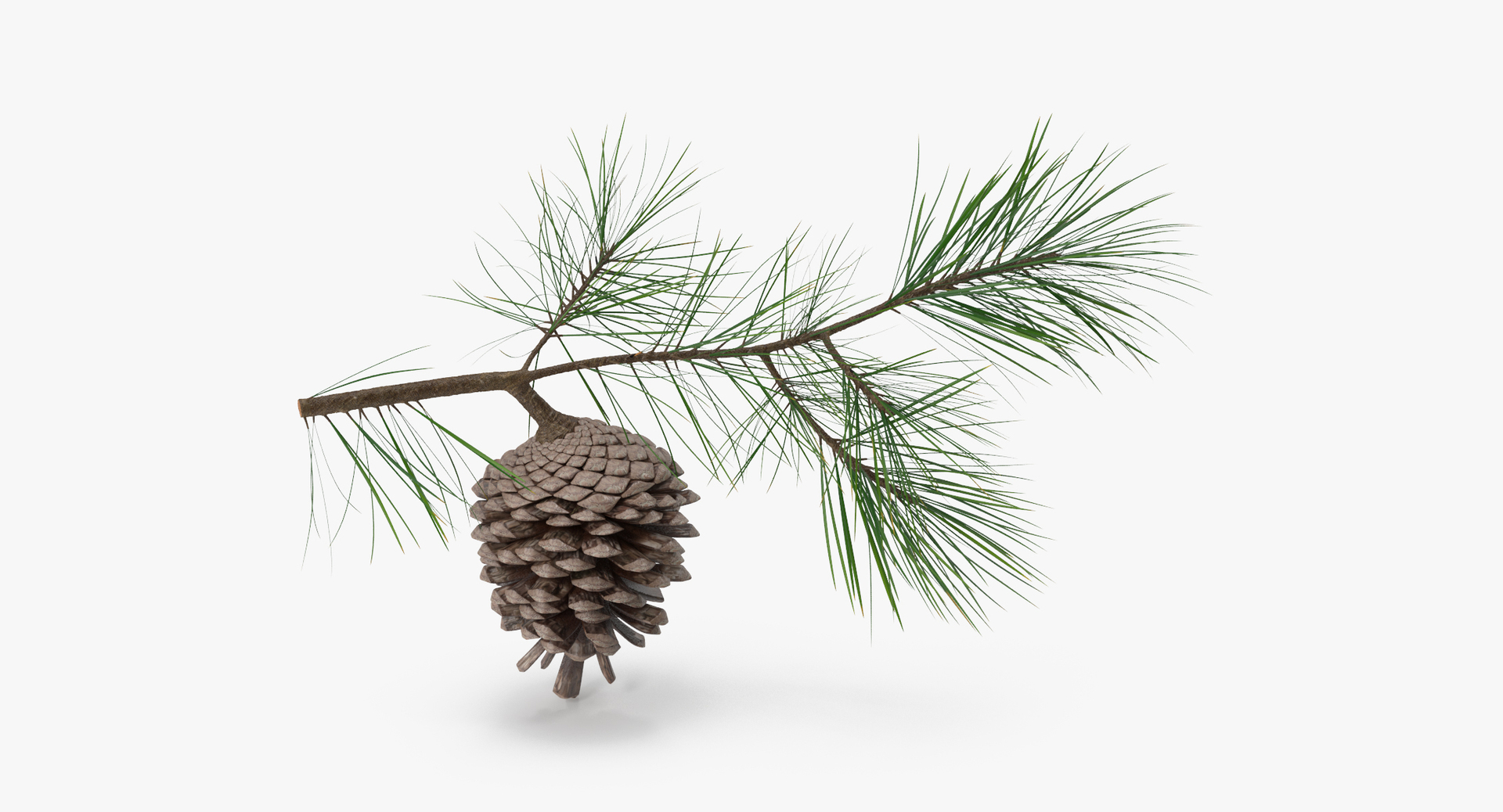 pine tree 01 3d model https://p.turbosquid.com/ts-thumb/Wq/WS13uS/Xtp9Q1Nc/0000/jpg/1453214945/1920x1080/turn_fit_q99/cbf5dd955888d2053037ea7be21523c473334ae1/0000-1.jpg