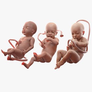 3D model rigged embryos
