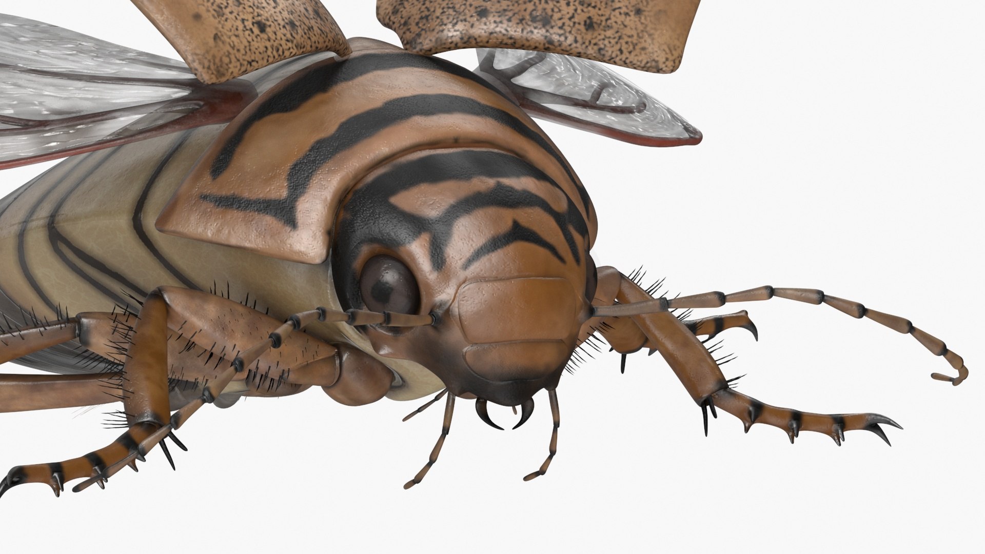Hygrobia Beetle Beige Realistic Flying 3D model https://p.turbosquid.com/ts-thumb/Wq/kcVtwe/3C/hygrobiabeetlebeigerealisticflyingvray3dmodel016/jpg/1718596229/1920x1080/fit_q87/ab0839bb6d9bf27053a22e8133bfb541467db280/hygrobiabeetlebeigerealisticflyingvray3dmodel016.jpg