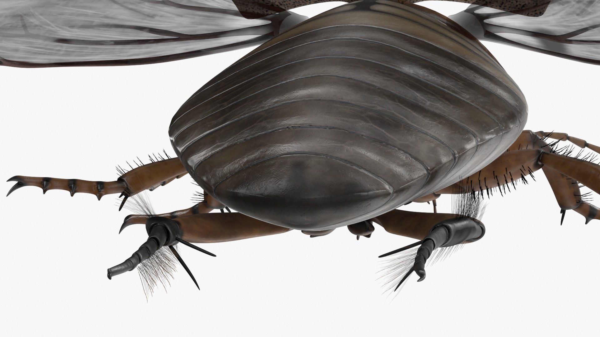 Hygrobia Beetle Beige Realistic Flying 3D model https://p.turbosquid.com/ts-thumb/Wq/kcVtwe/3r/hygrobiabeetlebeigerealisticflyingvray3dmodel017/jpg/1718596232/1920x1080/fit_q87/fdddfc6732b4877b957ad71d8b72106b84b5efcc/hygrobiabeetlebeigerealisticflyingvray3dmodel017.jpg