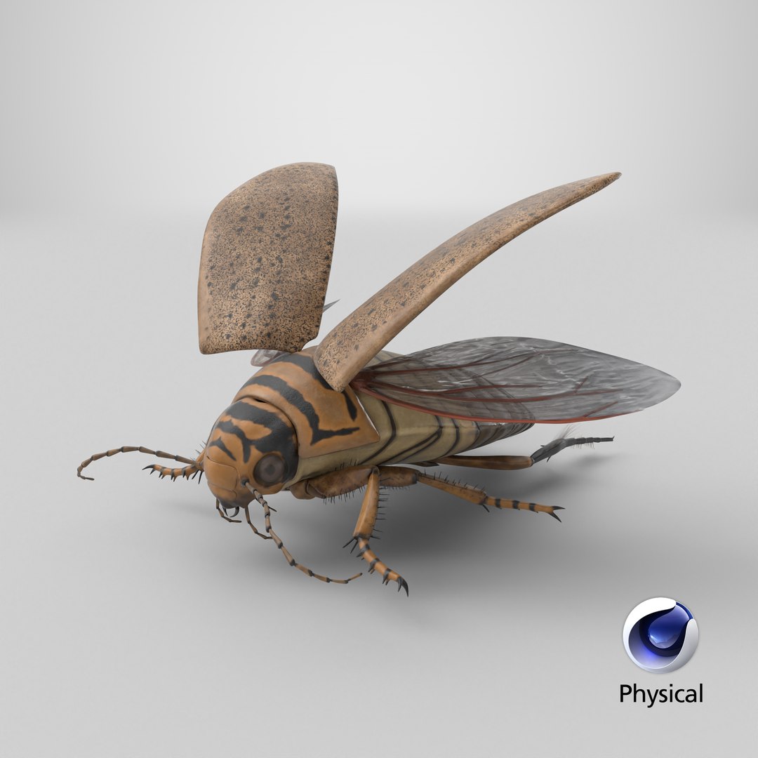 Hygrobia Beetle Beige Realistic Flying 3D model https://p.turbosquid.com/ts-thumb/Wq/kcVtwe/3z/stemcell_cinema_4d_physical_render/png/1720108763/1920x1080/fit_q87/9dca81a7478961ea83b45ad1725472a34f074c72/stemcell_cinema_4d_physical_render.jpg