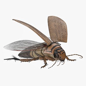 Hygrobia Beetle Beige Realistic Flying 3D model