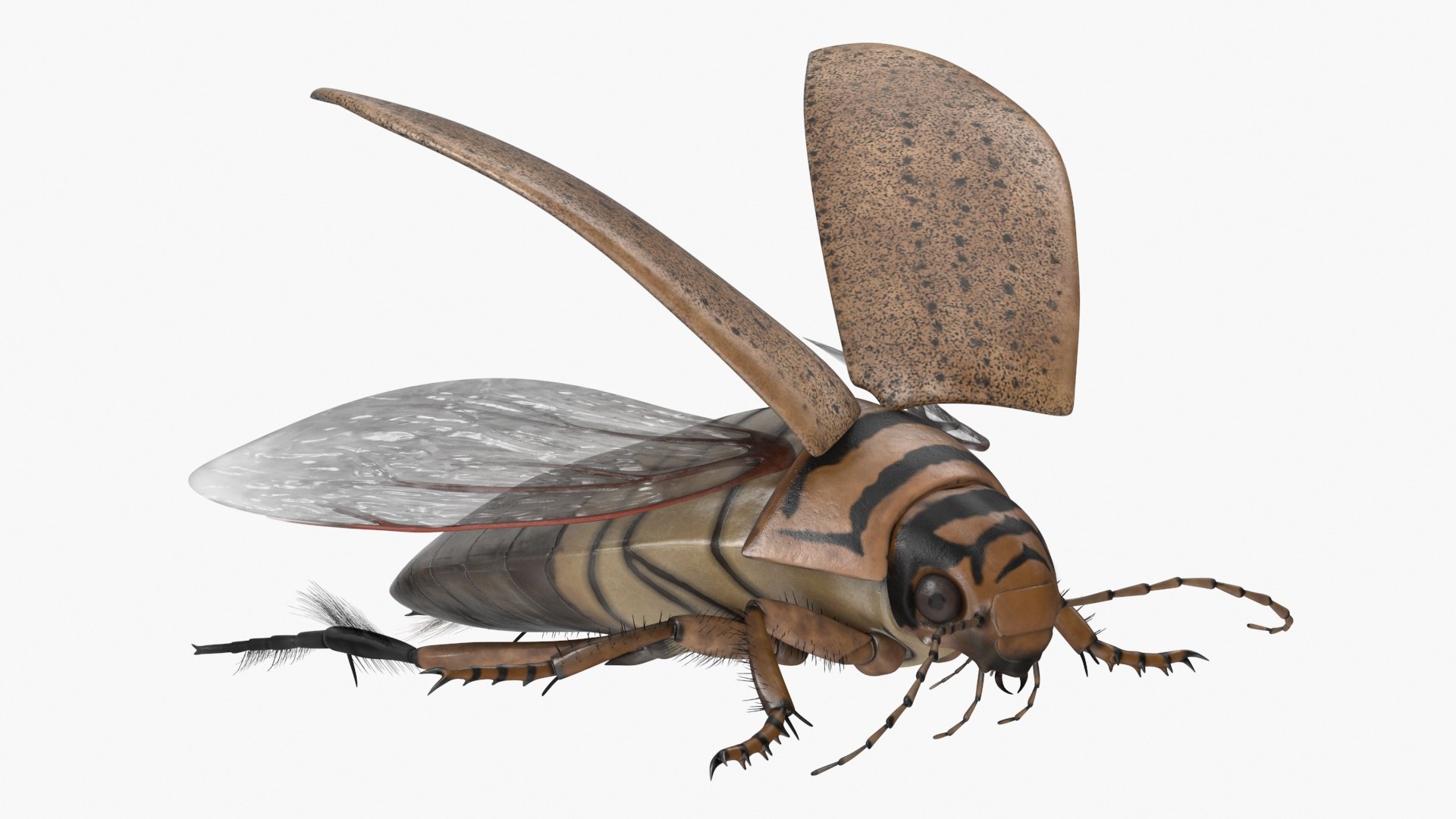 Hygrobia Beetle Beige Realistic Flying 3D model preview