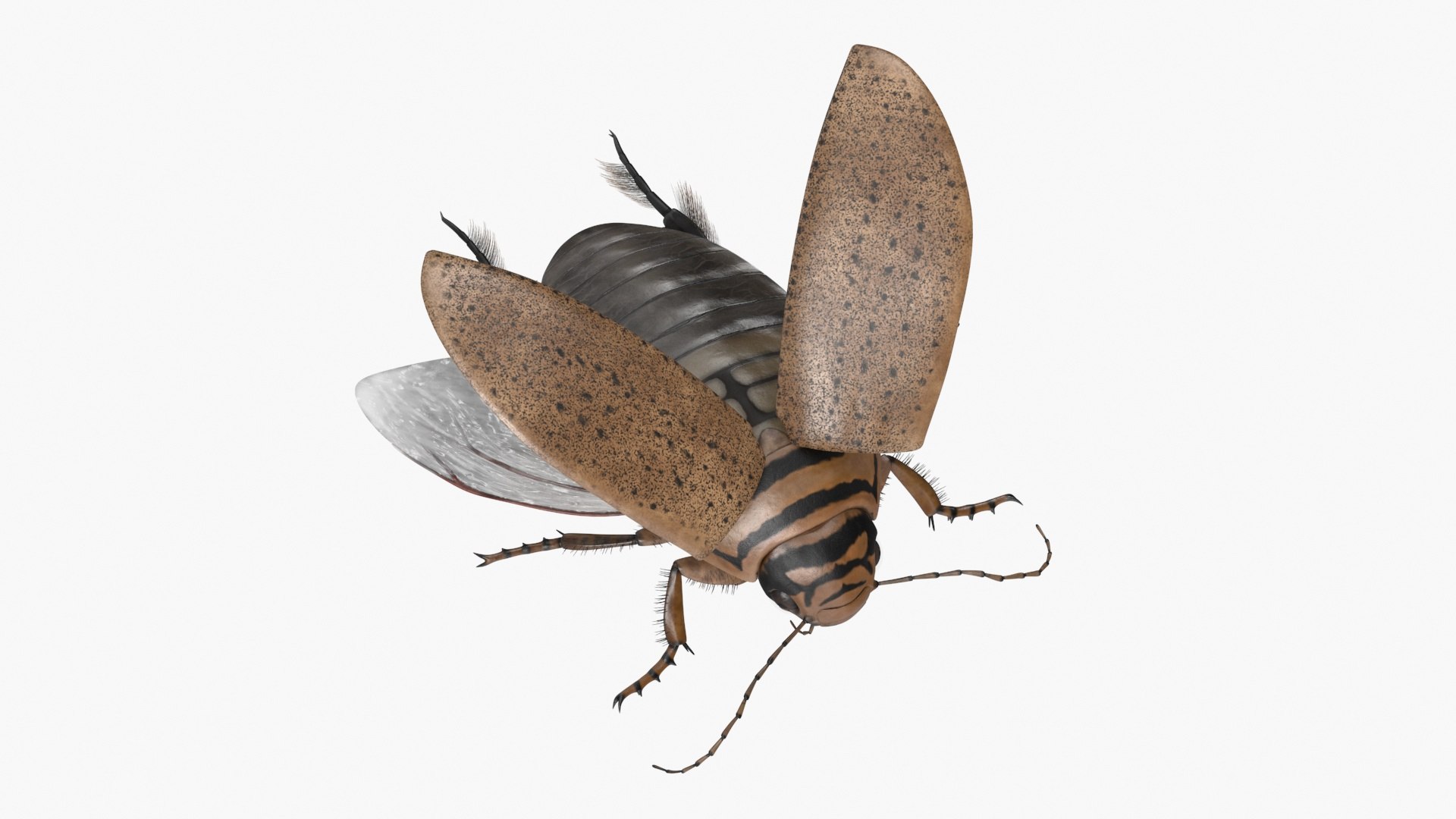 Hygrobia Beetle Beige Realistic Flying 3D model https://p.turbosquid.com/ts-thumb/Wq/kcVtwe/L7/hygrobiabeetlebeigerealisticflyingvray3dmodel014/jpg/1718596223/1920x1080/fit_q87/7148681b1134cbf3b98e3659de13e029931041e6/hygrobiabeetlebeigerealisticflyingvray3dmodel014.jpg