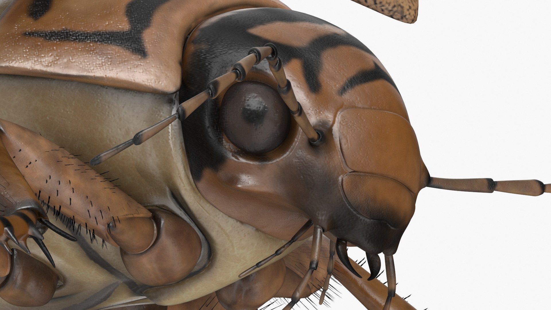 Hygrobia Beetle Beige Realistic Flying 3D model https://p.turbosquid.com/ts-thumb/Wq/kcVtwe/OP/hygrobiabeetlebeigerealisticflyingvray3dmodel021/jpg/1718596245/1920x1080/fit_q87/7622491ee8d9e5e34bcdd8c058ffe6ff4e20f8ed/hygrobiabeetlebeigerealisticflyingvray3dmodel021.jpg
